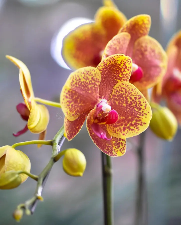 High quality Mixed Butterfly Orchid Flower seeds for Planting Long Bloom Season, Heirloom & GMO Free Seeds for Home Garden seeds pack