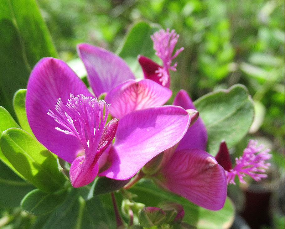 Polygala Myrtifolia Flower seeds for Planting Hardy Variety, Heirloom & GMO Free Seeds for Home Garden seeds for planting