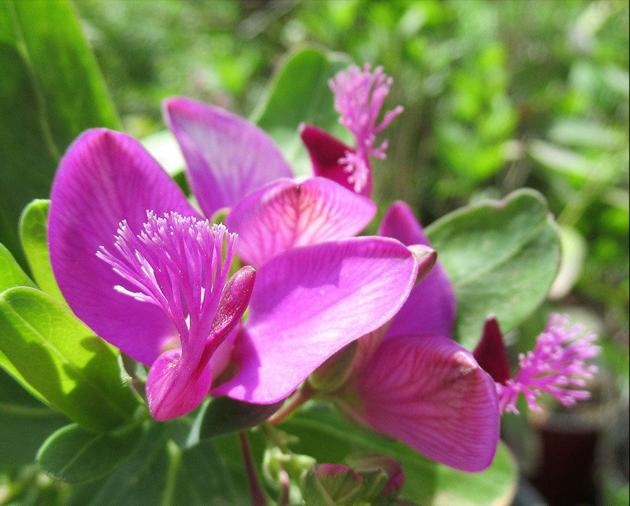 September Bush Flower seeds for Planting Cottage Garden Essential Heirloom & GMO Free Seeds for Home Garden