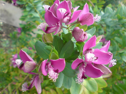 September Bush Flower seeds for Planting Cottage Garden Essential Heirloom & GMO Free Seeds for Home Garden