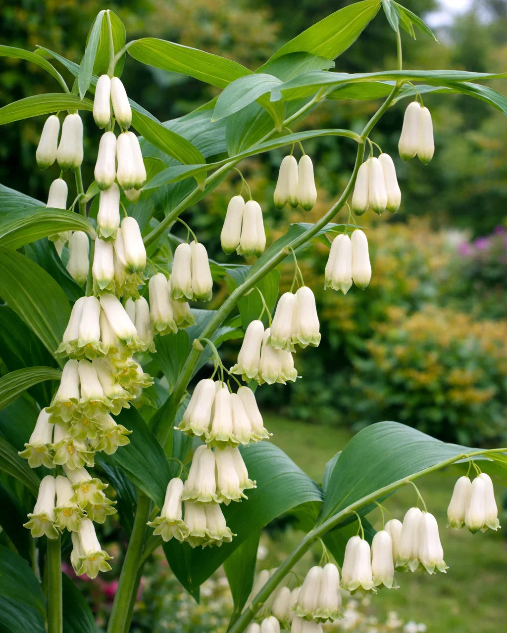 Premium White Polygonatum Flower seeds for Planting Perfect for Borders, Heirloom & GMO Free Seeds for Home Garden seeds