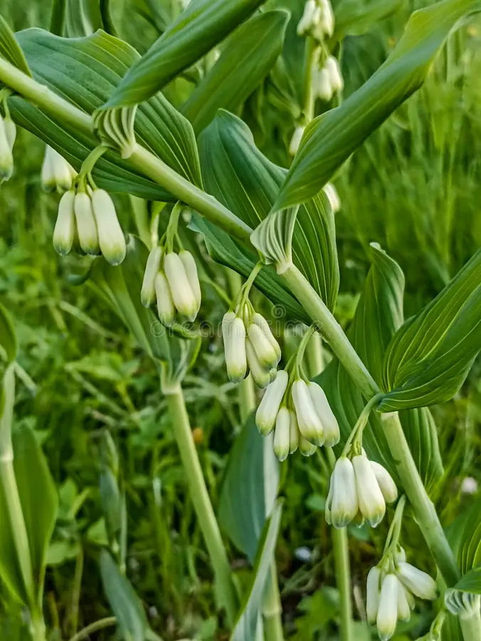White Polygonatum Flower seeds for Planting Perfect for Borders, Heirloom & GMO Free Seeds for Home Garden vegetable and garden seeds