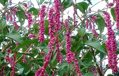 Polygonum orientale Princess Feather growing in full sun garden
