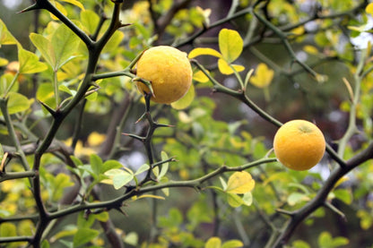 Poncirus Trifoliata seedlings growing in soil