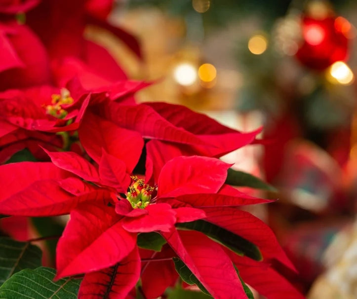Green Poinsettia Perennial Flower seeds for Planting Wildflower Mix, Heirloom & GMO Free Seeds for Home Garden vegetable and garden seeds