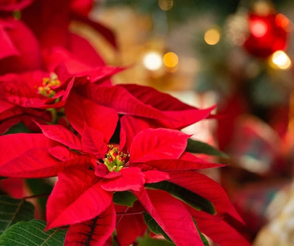 Green Poinsettia Perennial Flower seeds for Planting Wildflower Mix, Heirloom & GMO Free Seeds for Home Garden vegetable and garden seeds