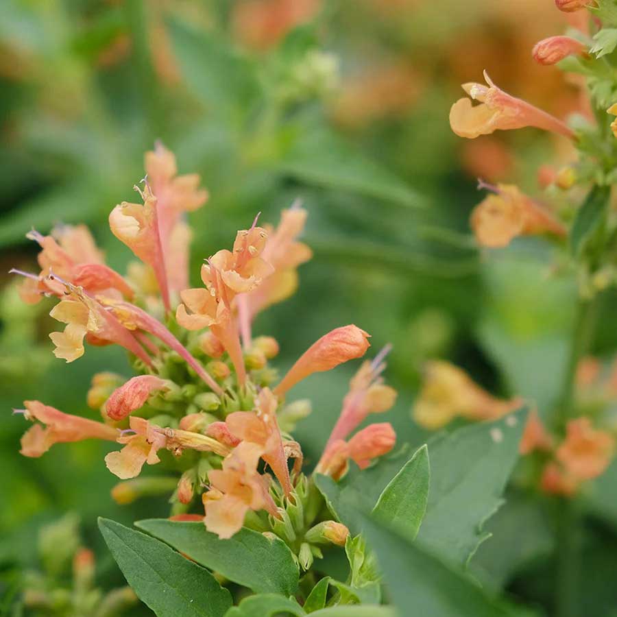 Orange Agastache Flower seeds for Planting - Long Bloom Season, Heirloom & GMO Free Seeds for Home Garden