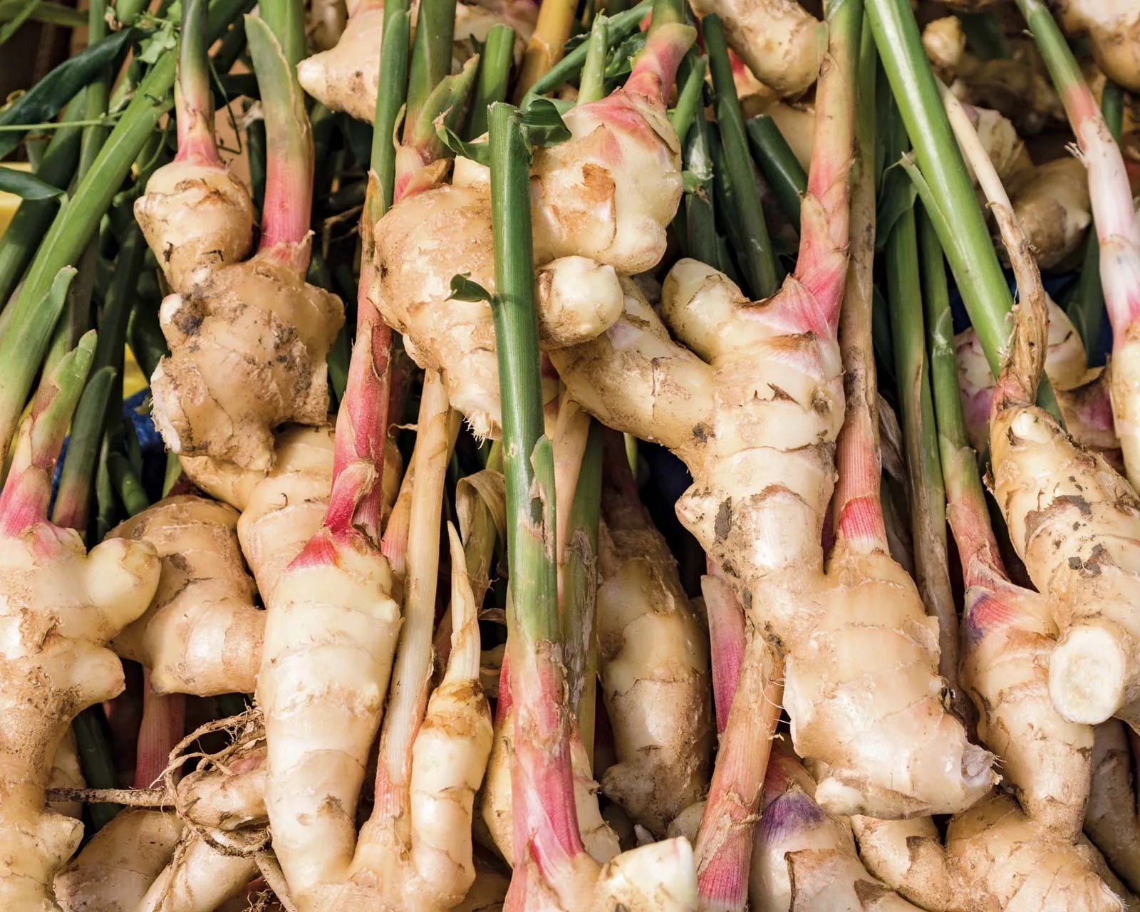 Ginger Vegetable Seeds For Planting Cream