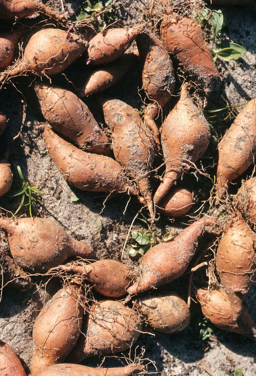 Sweet Potato Vegetable Seeds Planting Redish Brown