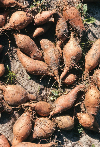 Sweet Potato Vegetable Seeds Planting Redish Brown