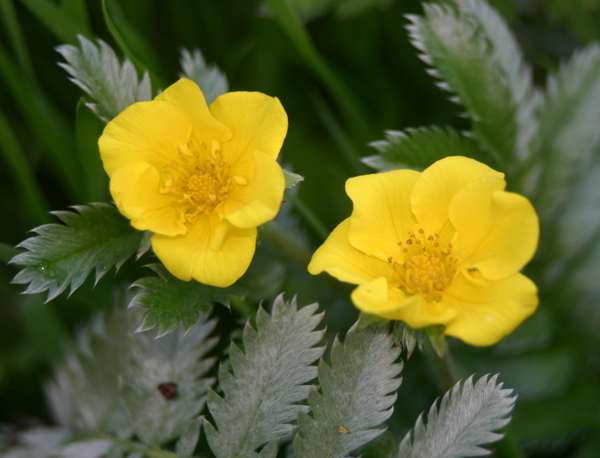 Tormentil Flower seeds for Planting Fragrant Blossoms, Heirloom & GMO Free Seeds for Home Garden seeds for planting