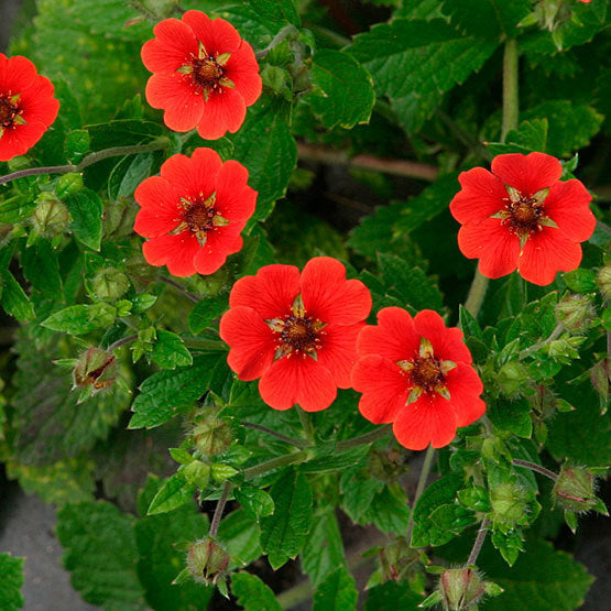 Red Potentilla Atrosanguinea Flower seeds for Planting Compact Growth, Heirloom & GMO Free Seeds for Home Garden vegetable and garden seeds