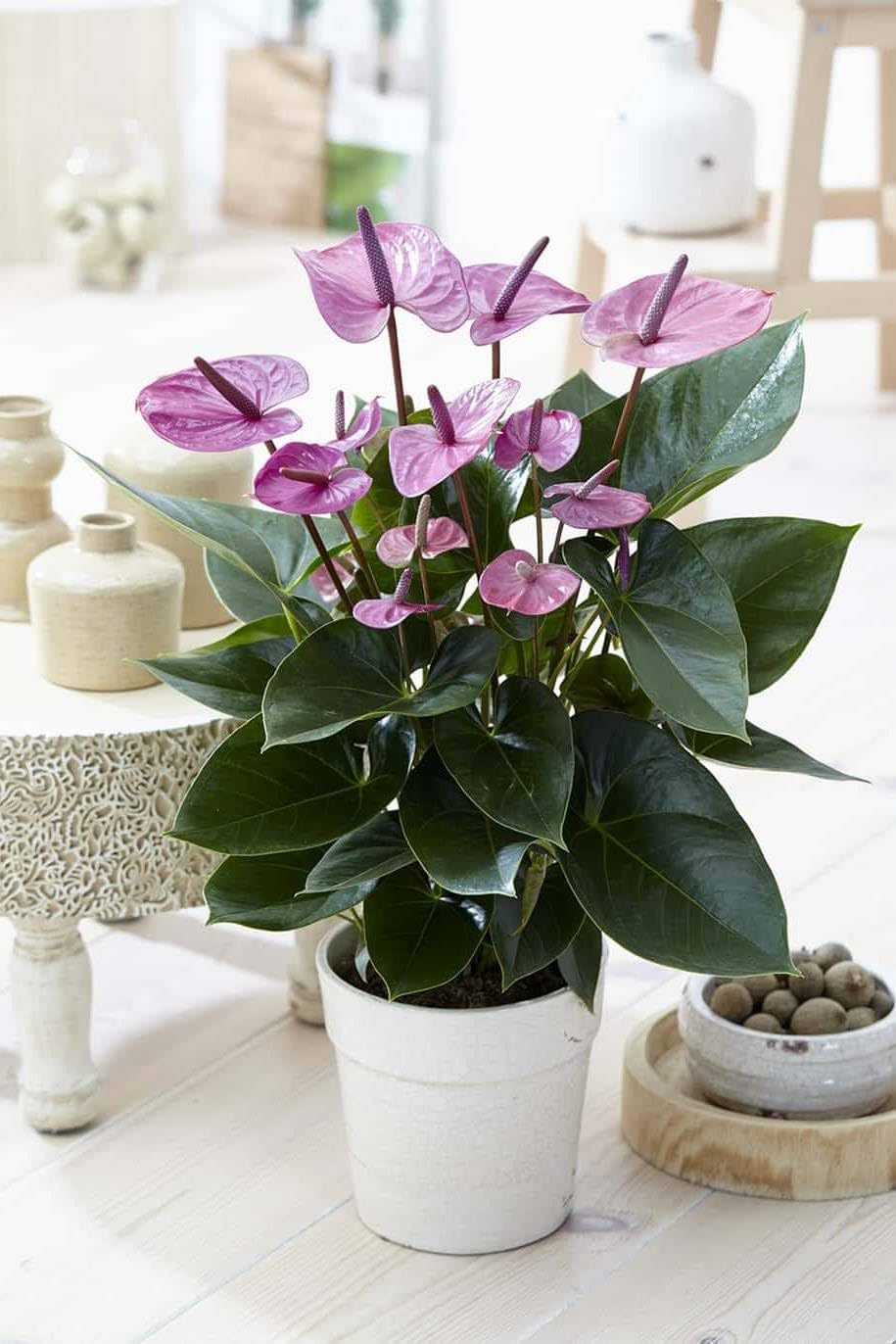 Anthurium Violet Flowers in Pots
