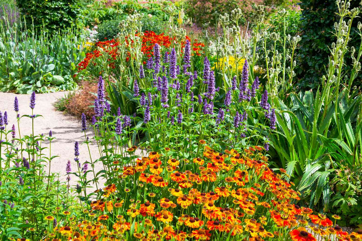 Autumn Flowers in Pots