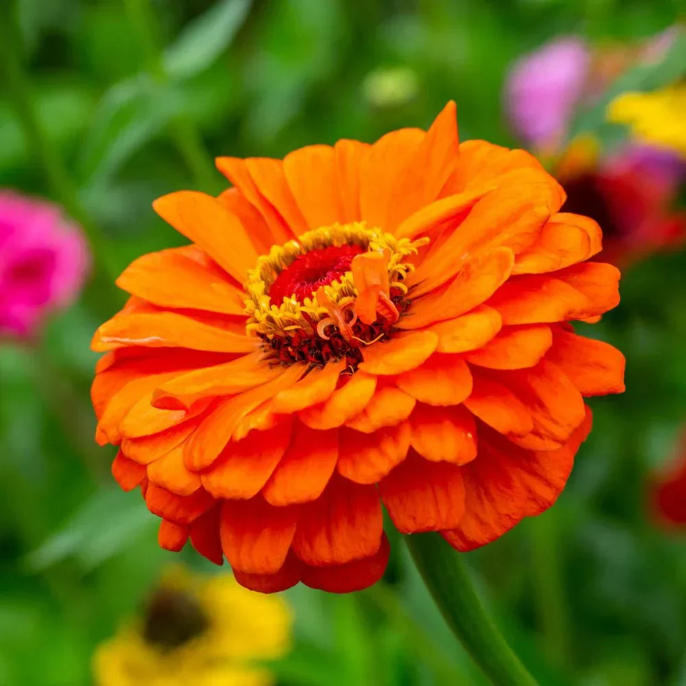 Dark Yellow Zinnia Flowers in Pots