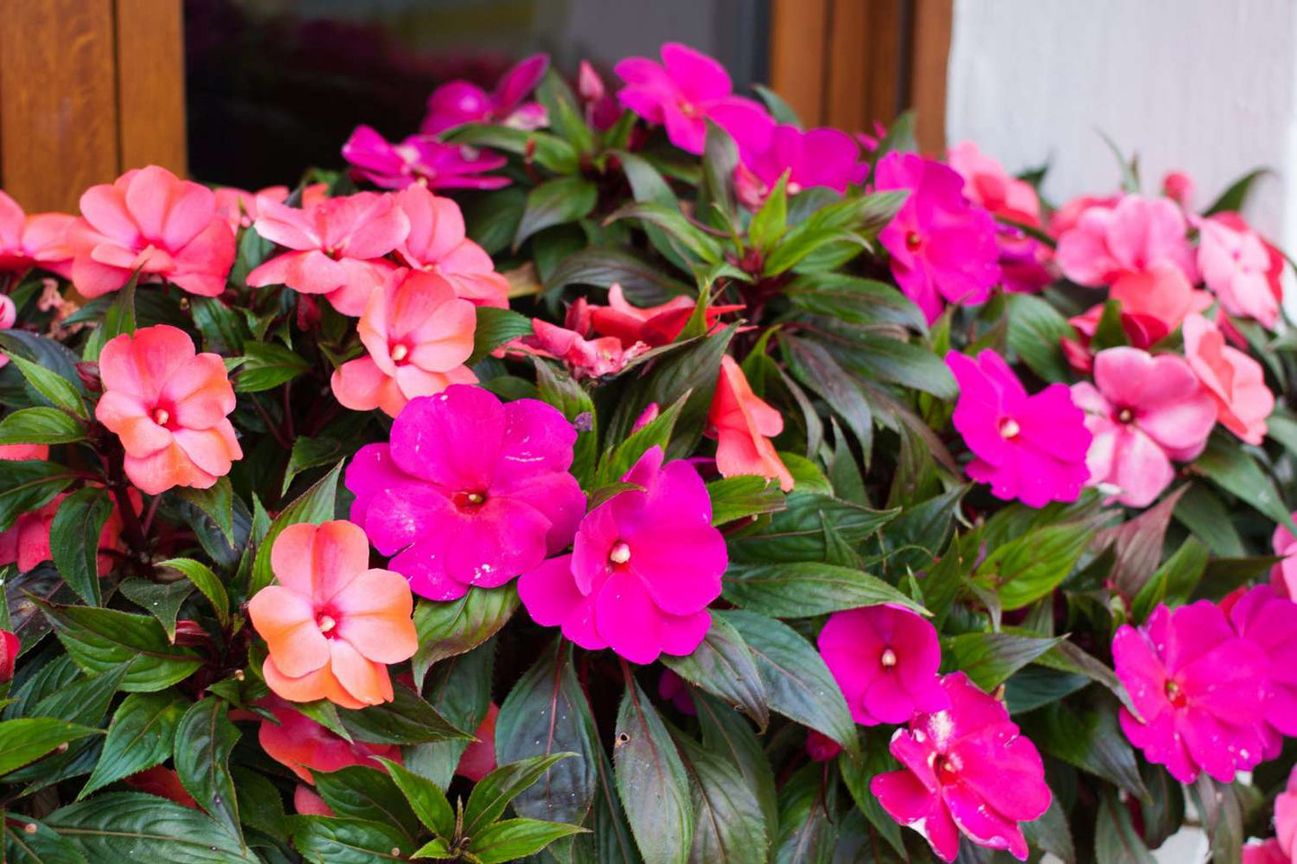 Guinea Mix Flowers Growing in Pots