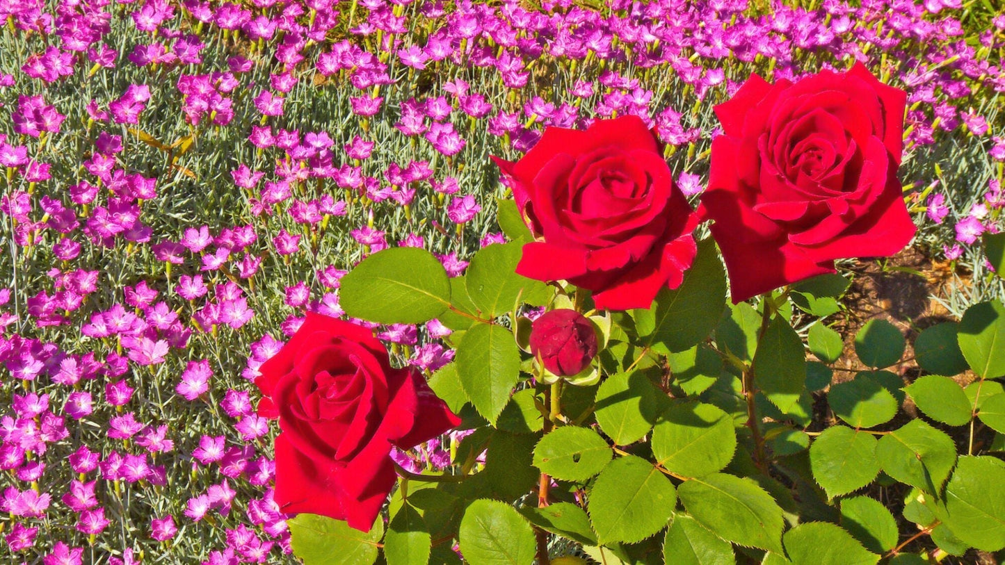Lady Favorite Rose Flowers in Pots