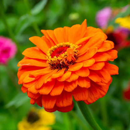Light Red Zinnia Flowers in Pots
