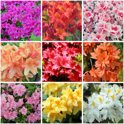 Mixed Azalea Flowers in Pots