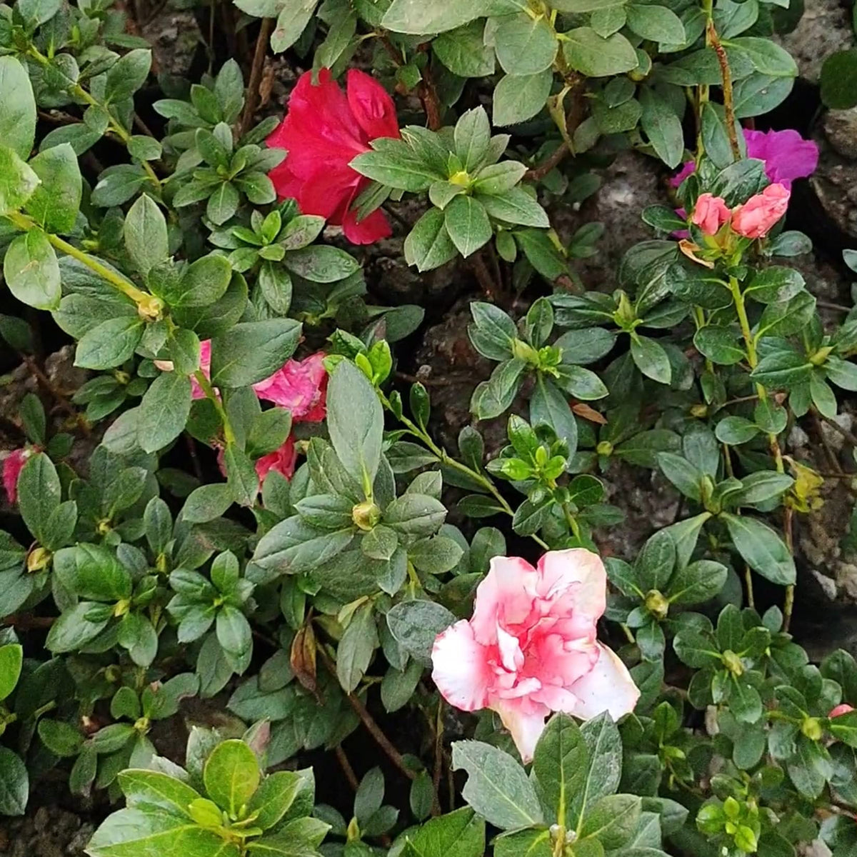 Pink & Green Azalea Flowers in Pots