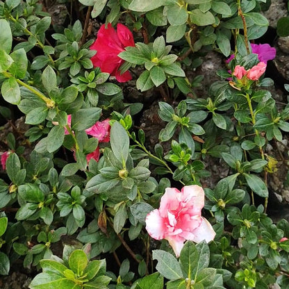 Pink & Green Azalea Flowers in Pots