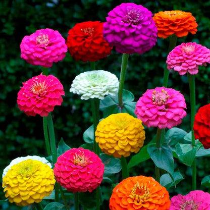 Purple & Yellow Zinnia Flowers in Pots