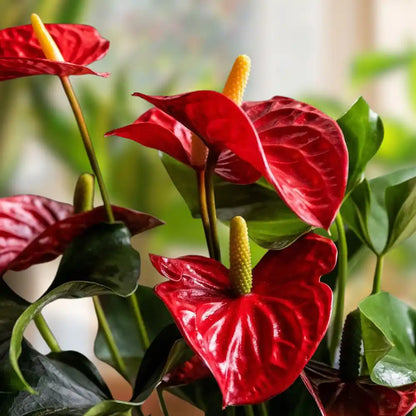 Red Anthurium Flowers in Pots
