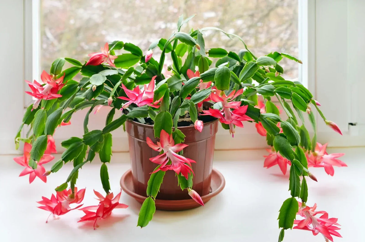 Schlumbergera Flowers in Pots