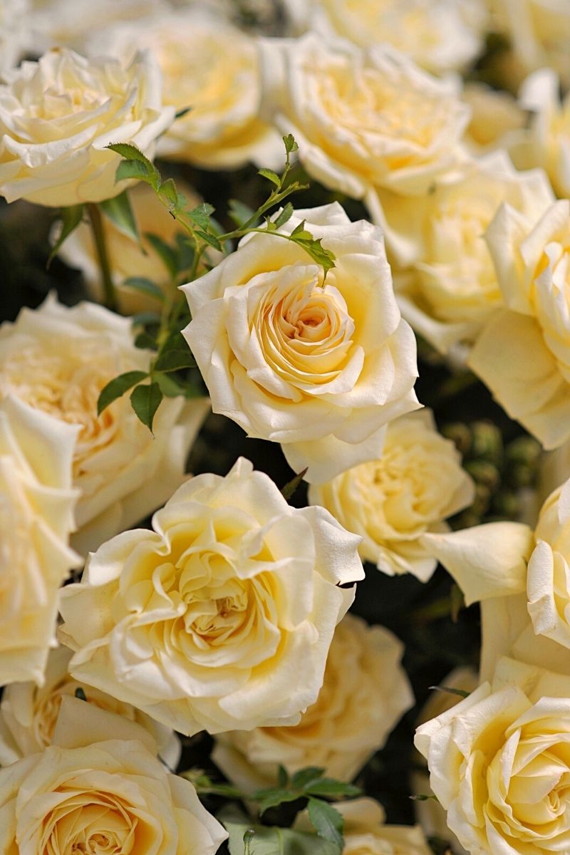 Sorbet Rose Flowers in Pots