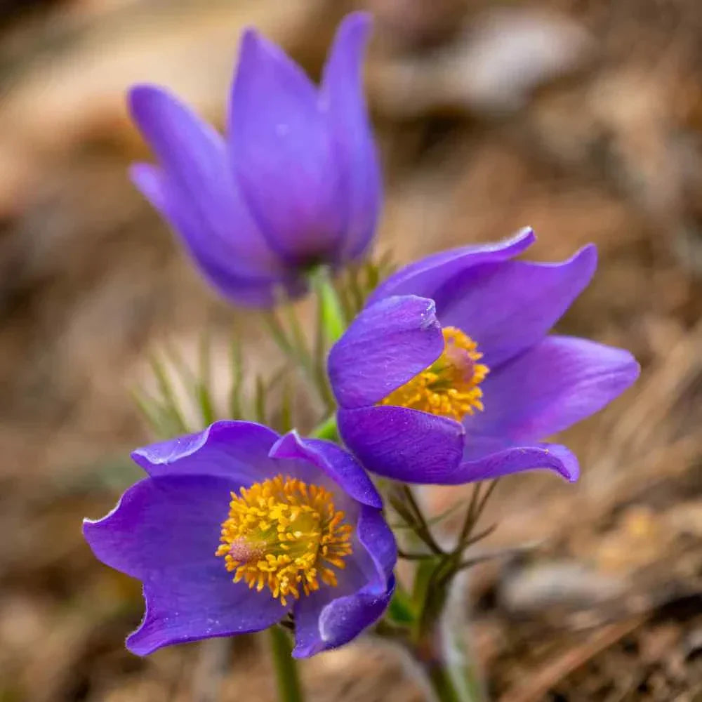 Violet Anemone Pulsatilla Flowers in Pots