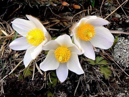 White Anemone Pulsatilla Flowers in Pots
