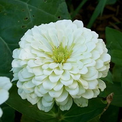 White Zinnia Flowers in Pots