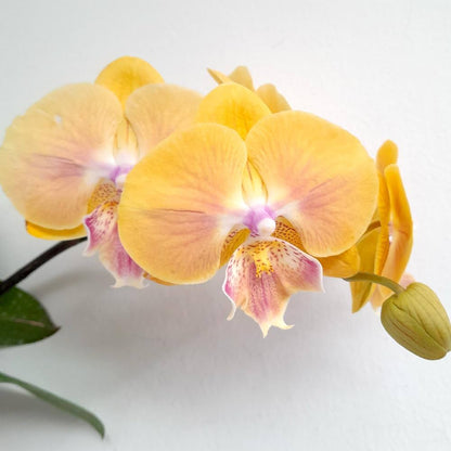 Yellow Orchid Flowers in Pots
