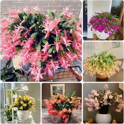 Zygocactus Truncatus Pink Flowers in Pots
