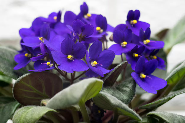 Premium Purple White African Violet Flower seeds for Planting Colorful Display, Heirloom & GMO Free Seeds for Home Garden seeds