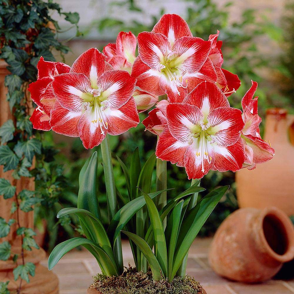 Potted Ash Amaryllis Plants