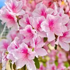 Potted Azalea Plant with Pink and White Blooms