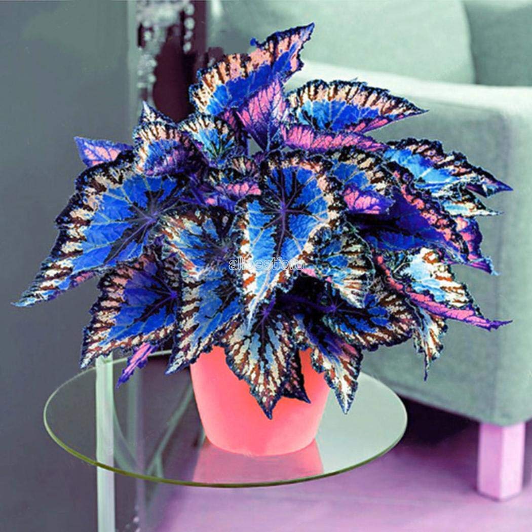 Potted Blue and White Coleus Plants
