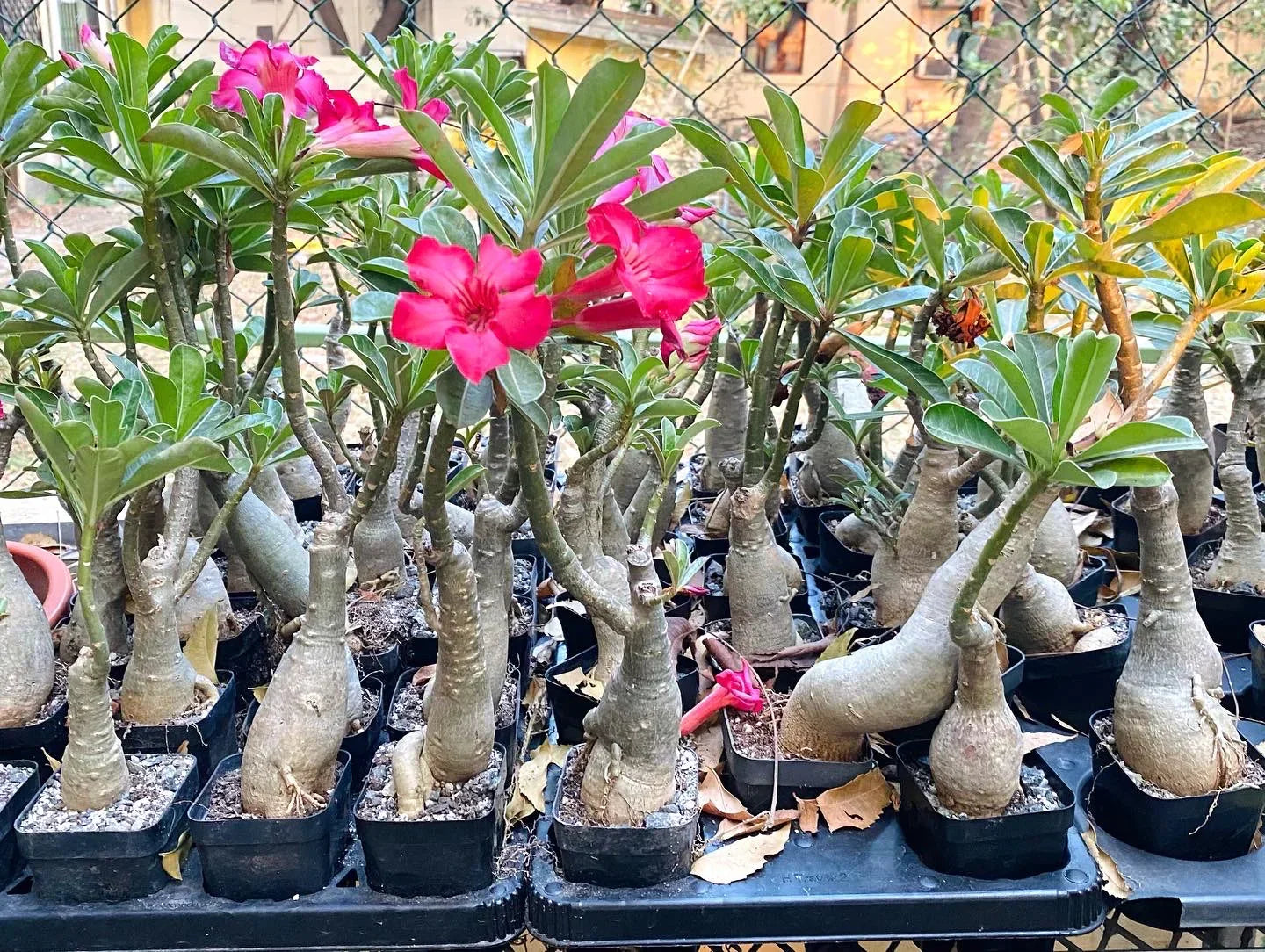 Bonsai Rose Plant Growing in Pot