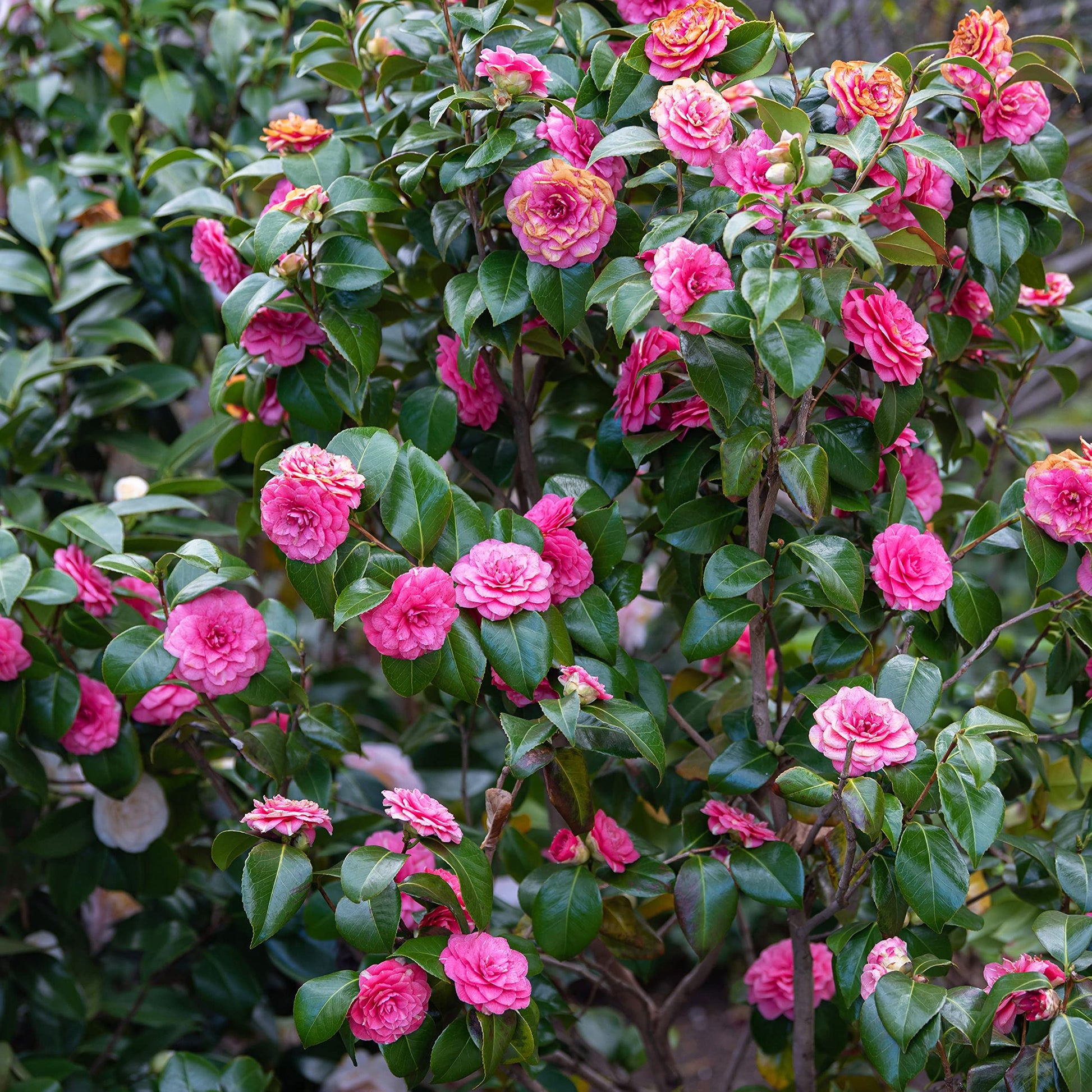 Camellia Plants Growing in Pots