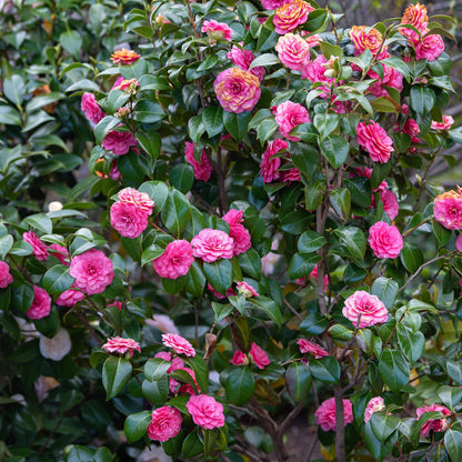 Camellia Plants Growing in Pots
