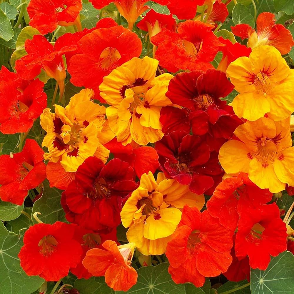 Potted Dark Red Nasturtium Flower Plant