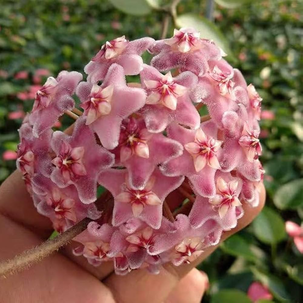 Light Pink Carnosa Flowers in Pots
