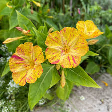 Potted Yellow & Red Mirabilis Plant