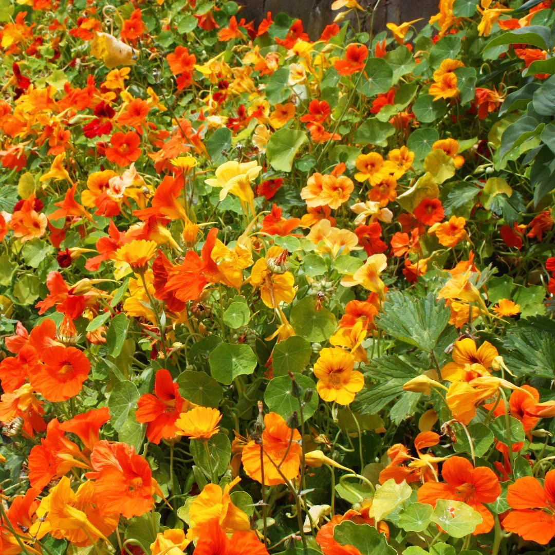 Potted Mixed Tropaeolum Majus Nasturtium Flower Plant