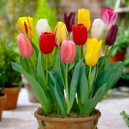 Potted Rainbow Tulips for Home and Garden Décor