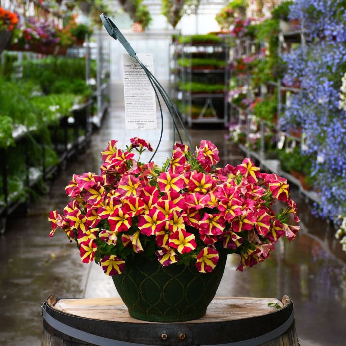 Potted Red Yellow Petunia Plant