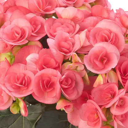 Rieger Begonia Flowers in Pots