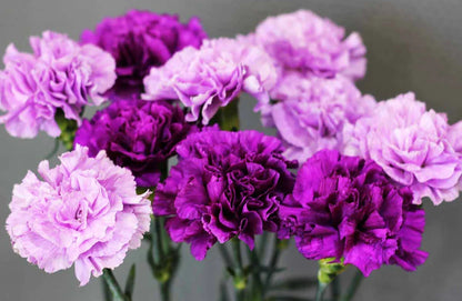 Potted Violet Carnation Plant in Bloom