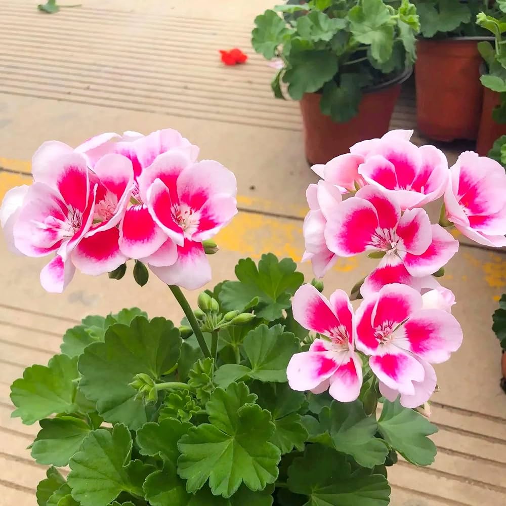 Potted White and Pink Geranium Plants for Home Gardening